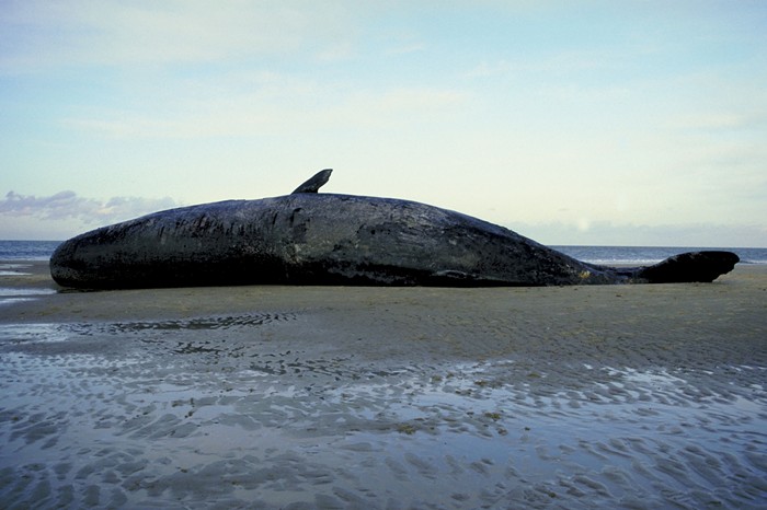 Good Afternoon, News: Fort Stevens Sperm Whale to Decompose, Newberg's Political Symbols Policy Is 